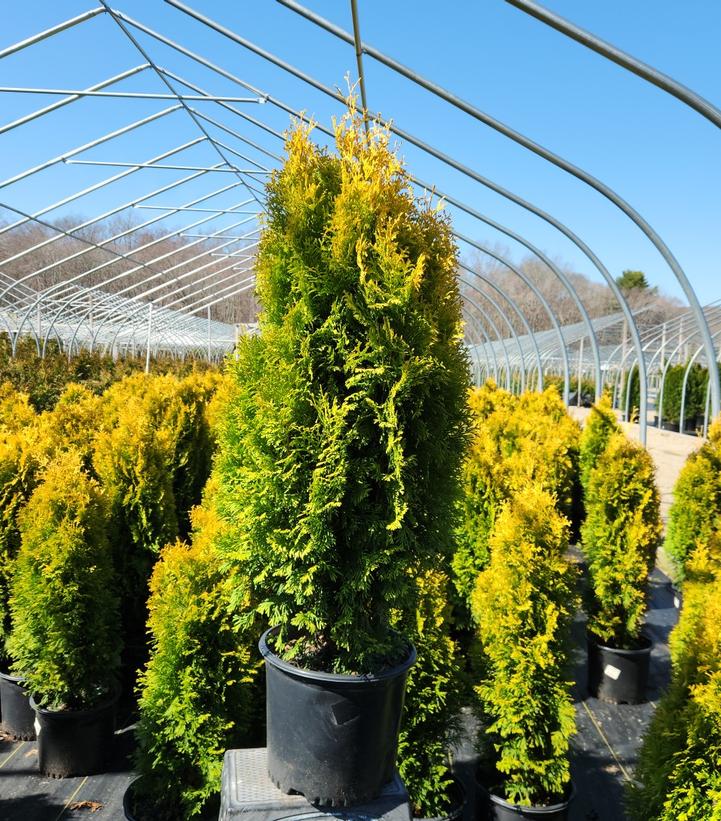 Thuja occidentalis Amber Gold