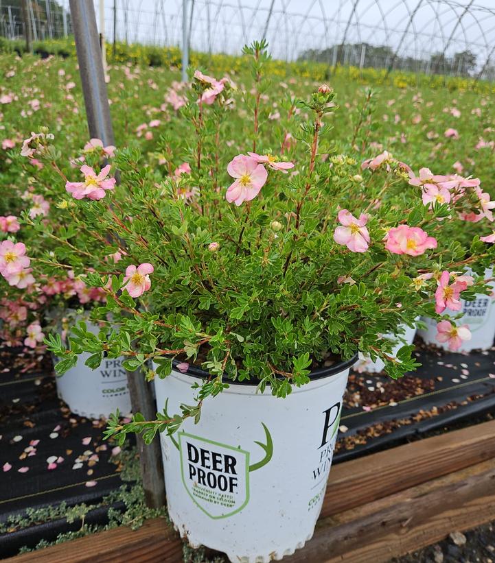 Potentilla fruticosa Happy Face Hearts®