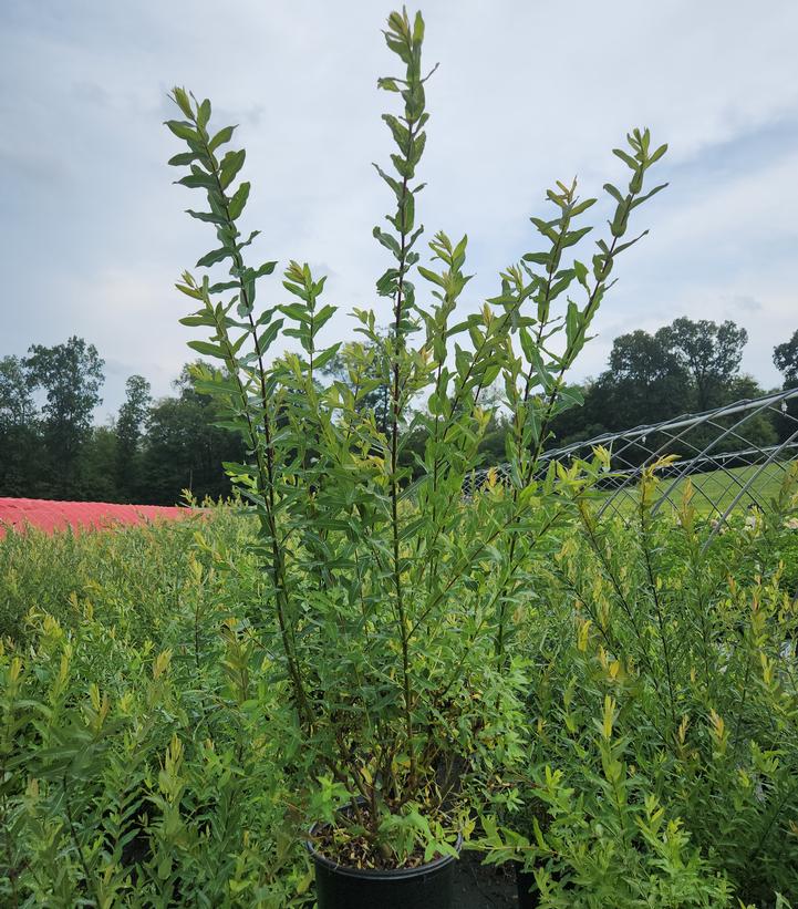 Salix integra 'Hakuro Nishiki'