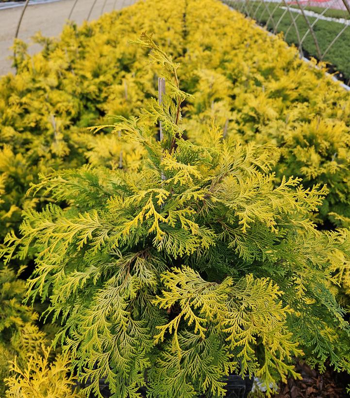 Chamaecyparis obtusa 'Crippsii'