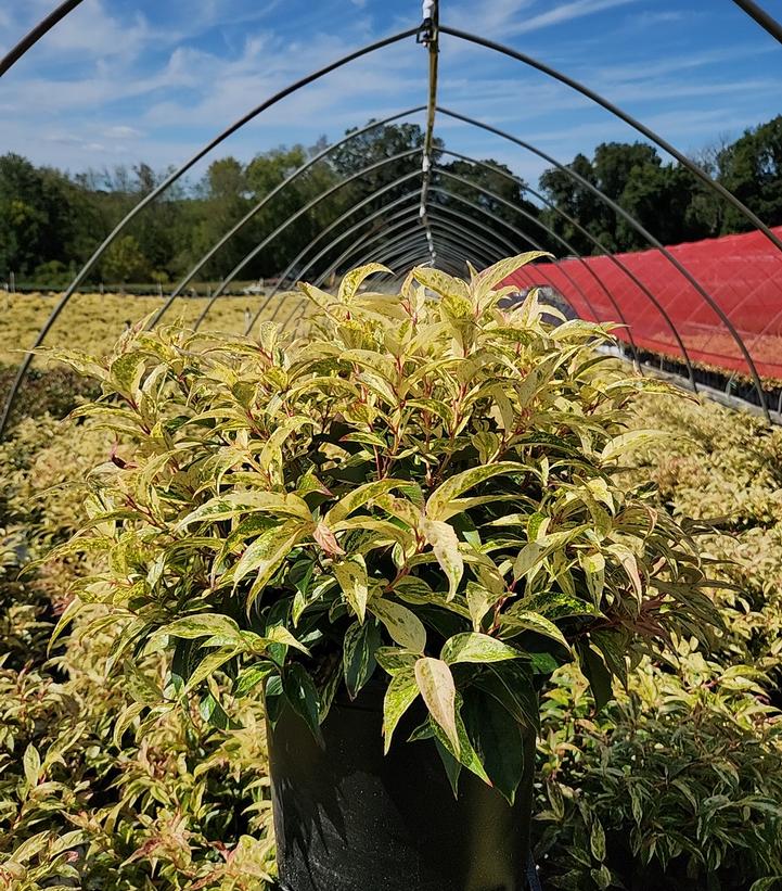 Leucothoe fontanesiana Rainbow