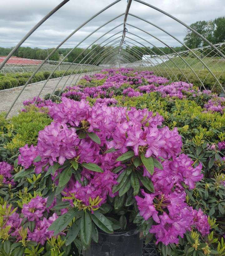 Rhododendron 'Purple Passion'