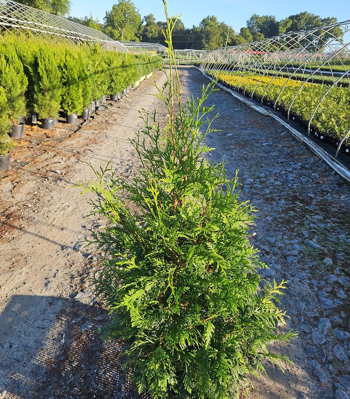 Thuja x 'Green Giant'