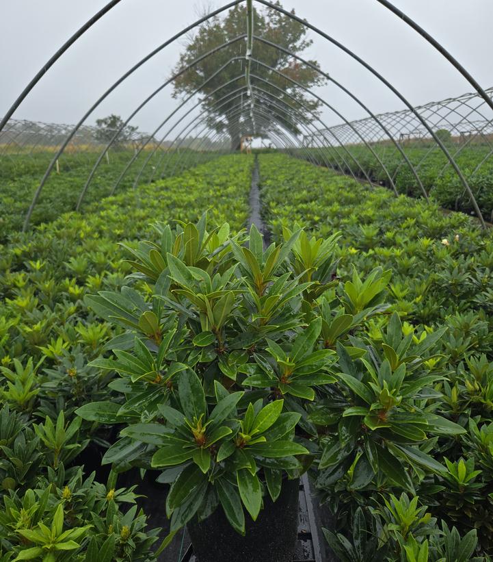 Rhododendron cat. Chionoides