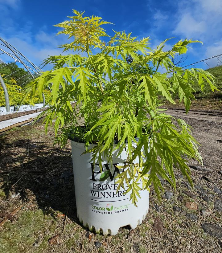 Sambucus racemosa Lemony Lace®