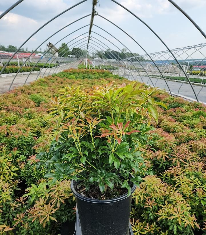 Pieris jap. Passion Party™ 'Passion'