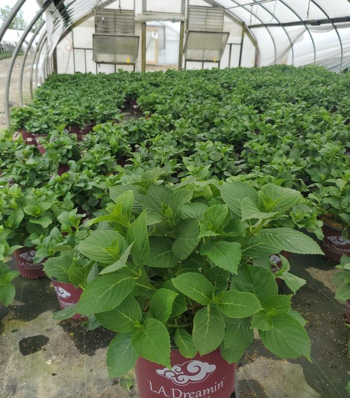 Hydrangea mac. L.A. Dreamin'®