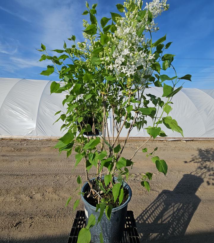 Syringa x 'Betsy Ross'