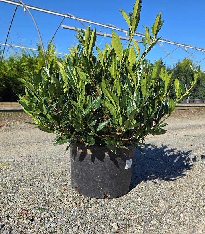 Prunus laurocerasus Otto Luyken