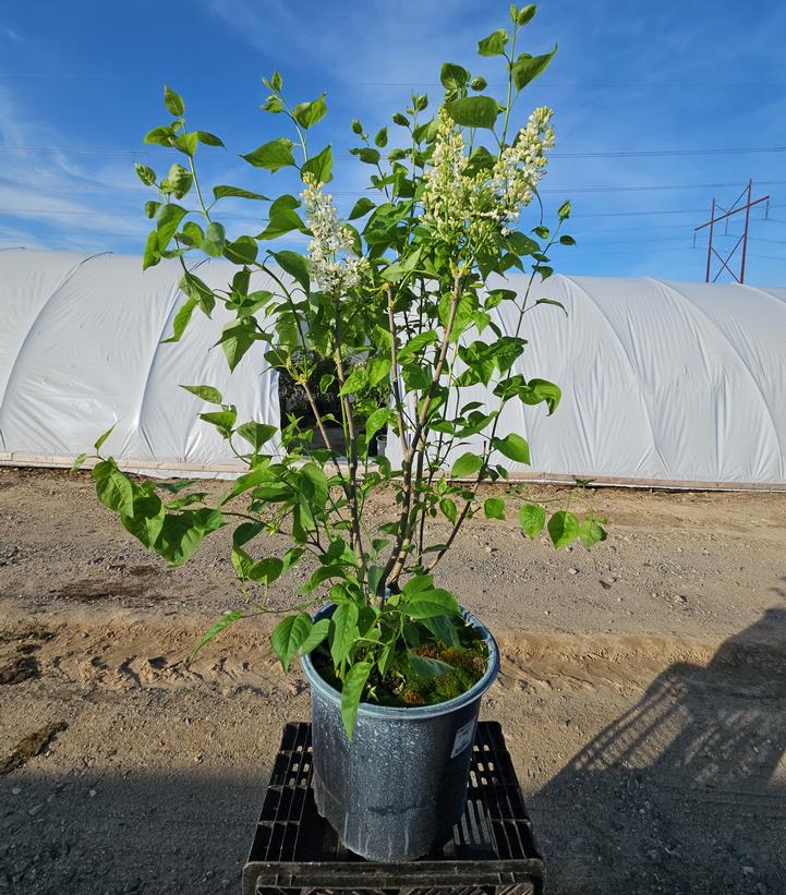 Syringa vulgaris x Primrose
