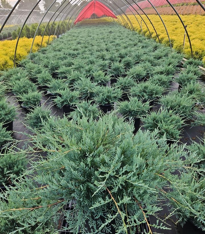 Juniperus virginiana 'Grey Owl'