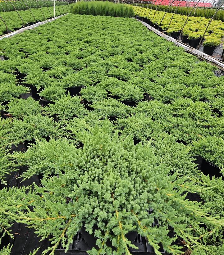 Juniperus procumbens 'Nana'