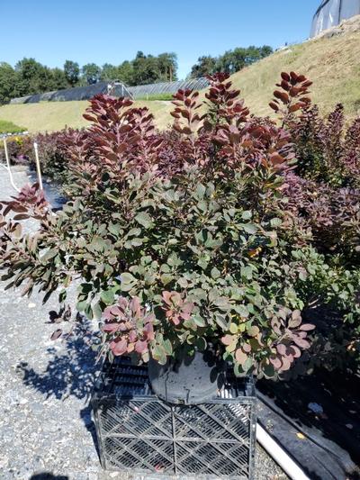 Cotinus coggygria Velveteeny™ Cotinus coggygria Velveteeny™