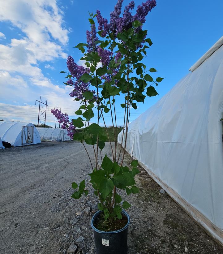 Syringa X hyacinthiflora Declaration