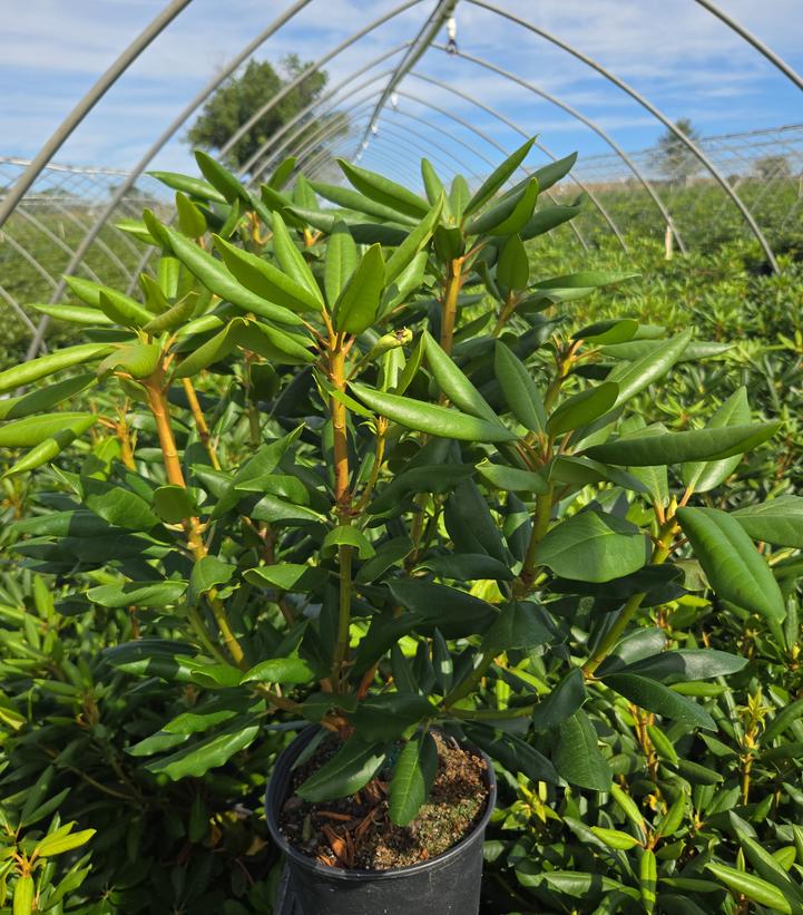 Rhododendron cat. Roseum Elegans