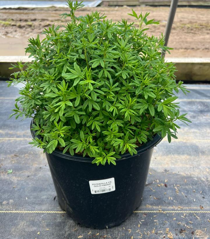 Potentilla fruticosa 'Goldfinger'