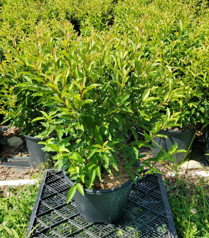 Prunus glandulosa Rosea
