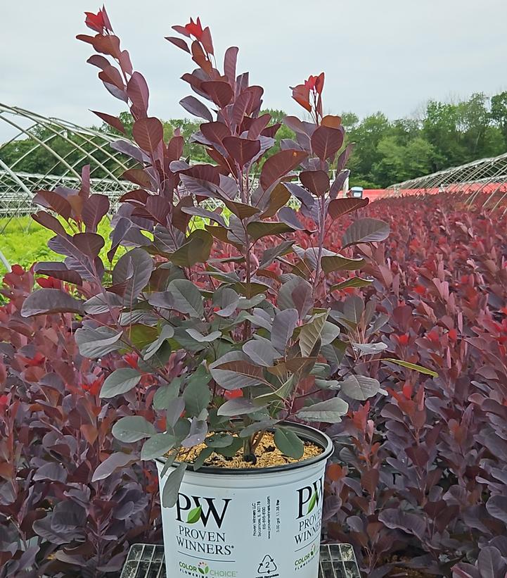 Cotinus coggygria Winecraft Black®