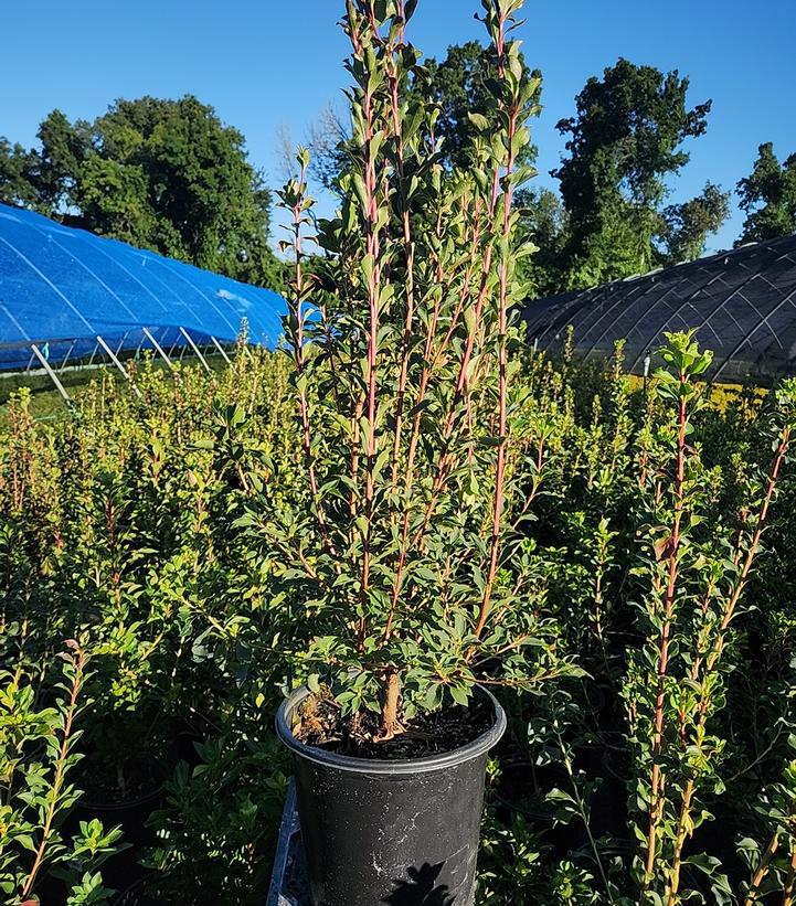Enkianthus campanulatus 
