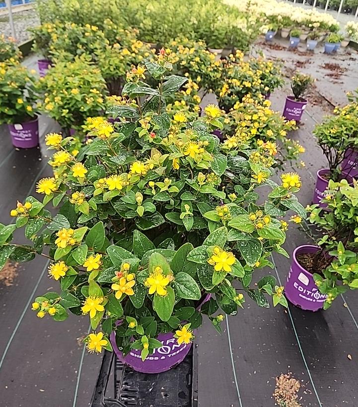 Hypericum inodorum Red Fame