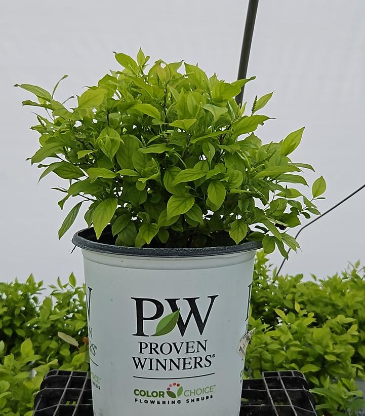 Itea virginica Little Henry®