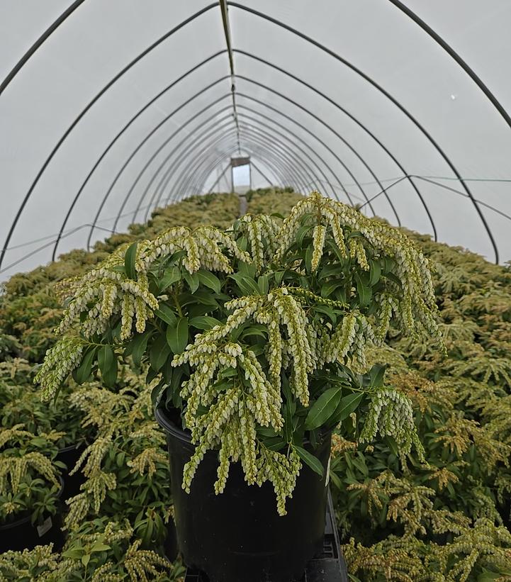 Pieris japonica 'Avalanche'