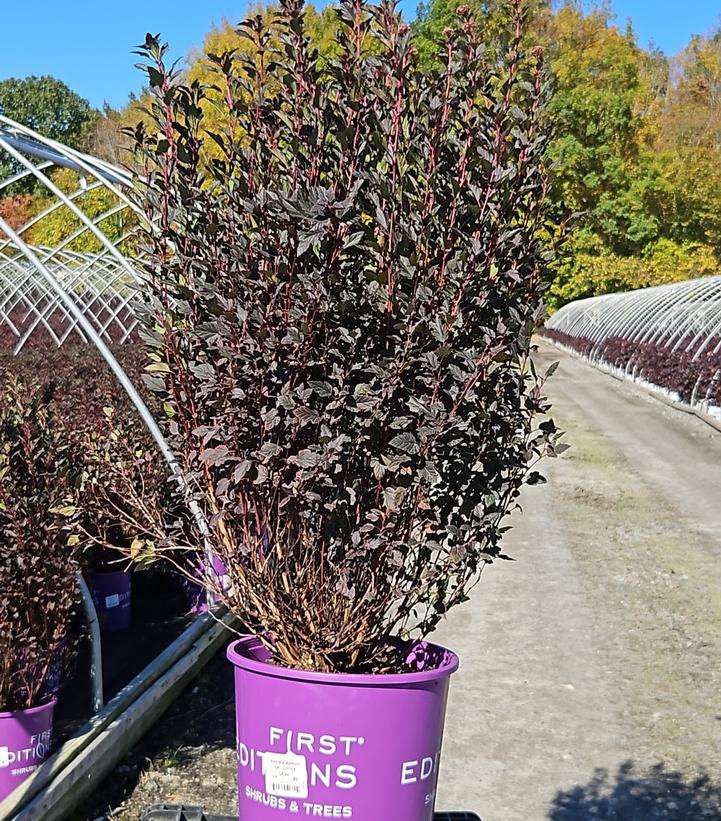 Physocarpus opulifolius Little Devil™