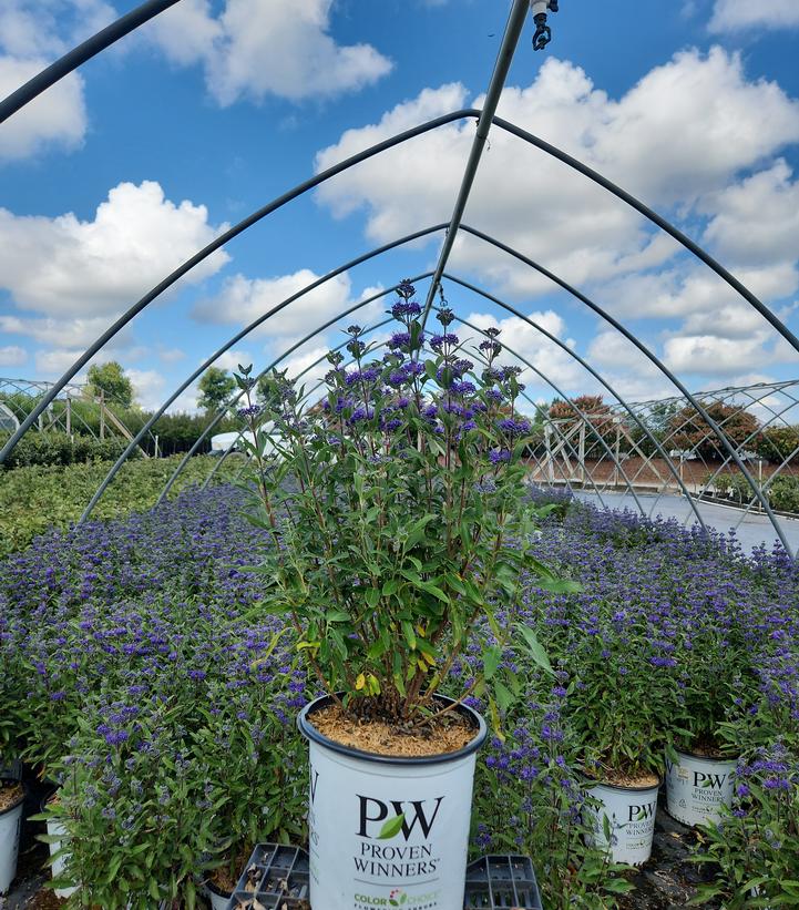 Caryopteris x clandonensis Beyond Midnight®