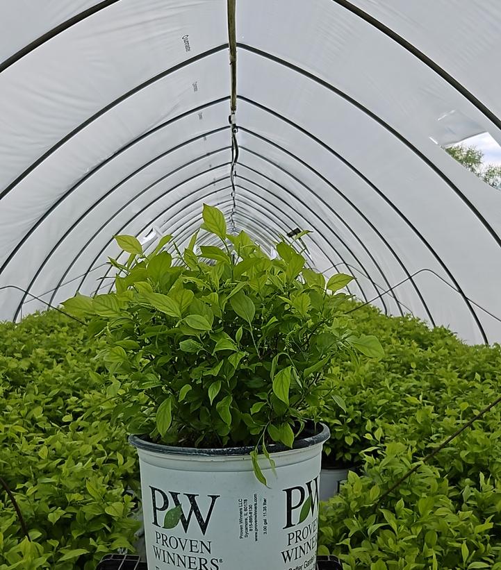Itea virginica Little Henry®