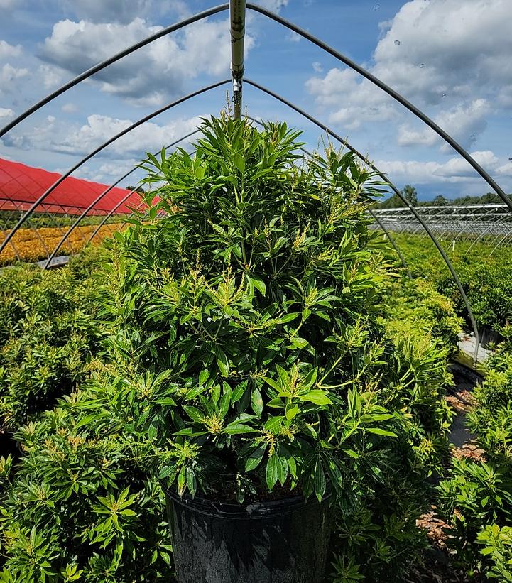 Pieris jap. Compacta