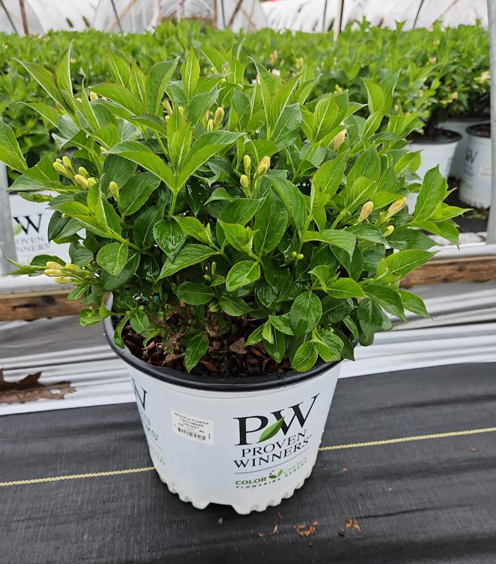 Weigela florida Czechmark Trilogy®