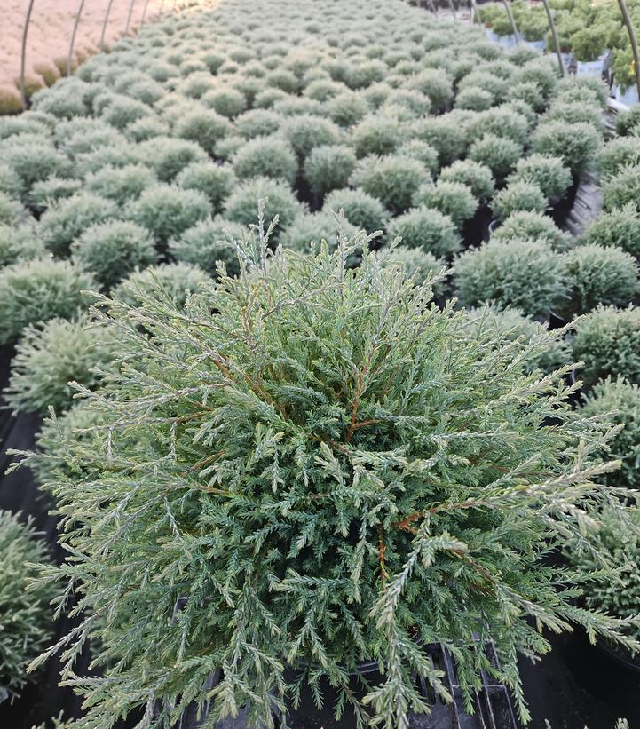 Thuja Mr. Bowling Ball®