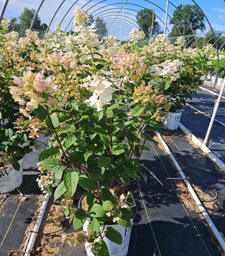 Hydrangea pan. Quick Fire® Hydrangea pan. Quick Fire®
