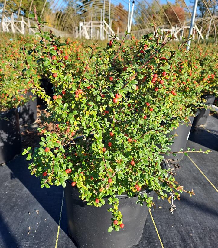 Cotoneaster dammeri Coral Beauty