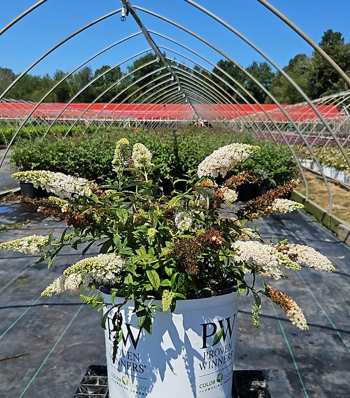 Buddleia x Pugster White®