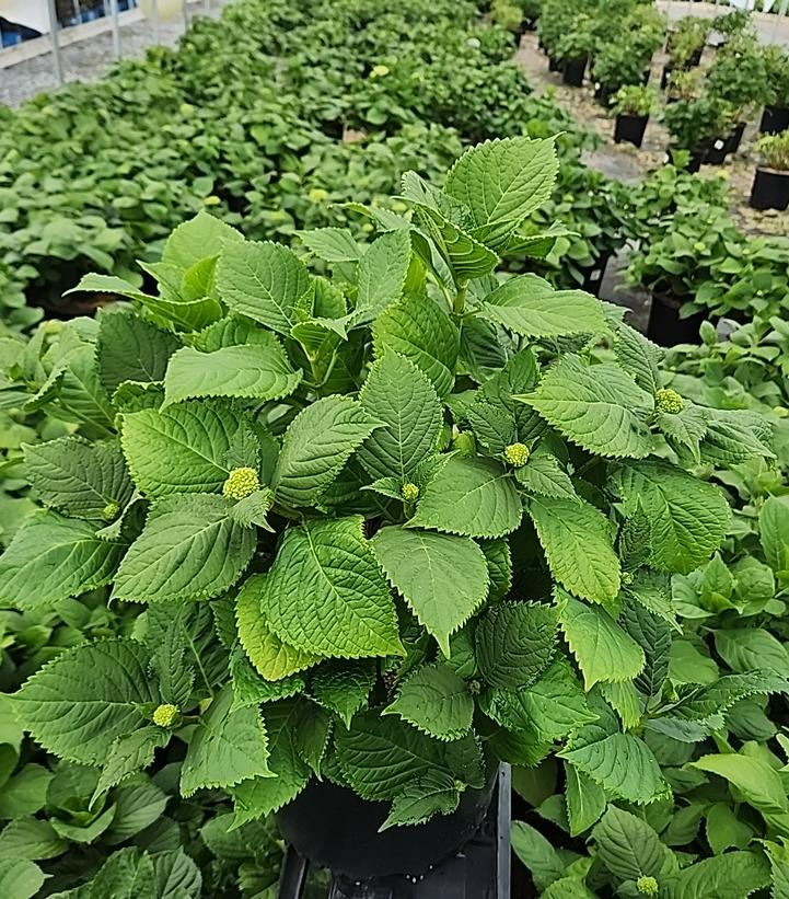 Hydrangea mac. Nikko Blue