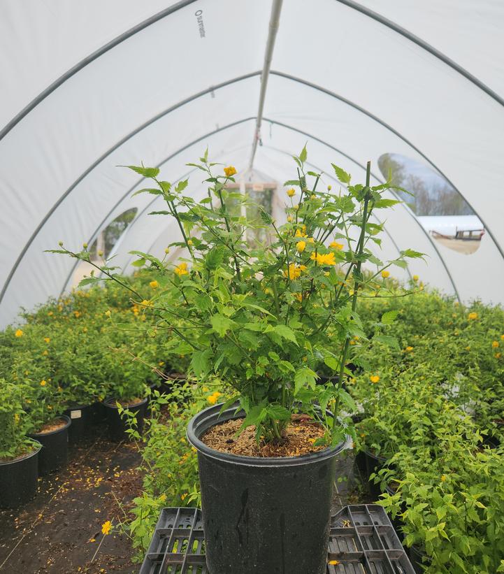 Kerria japonica Pleniflora