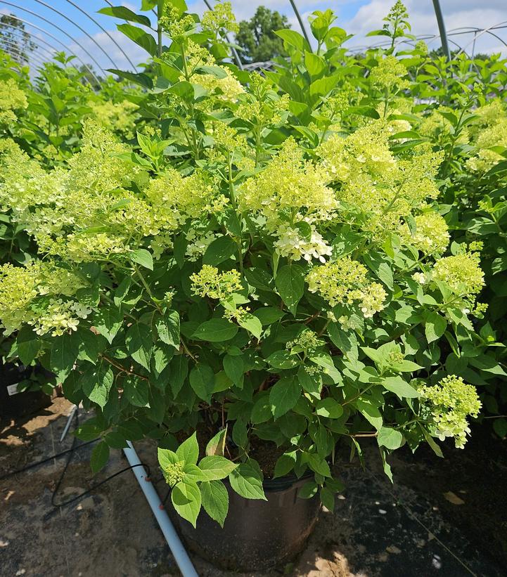 Hydrangea paniculata 'Limelight'