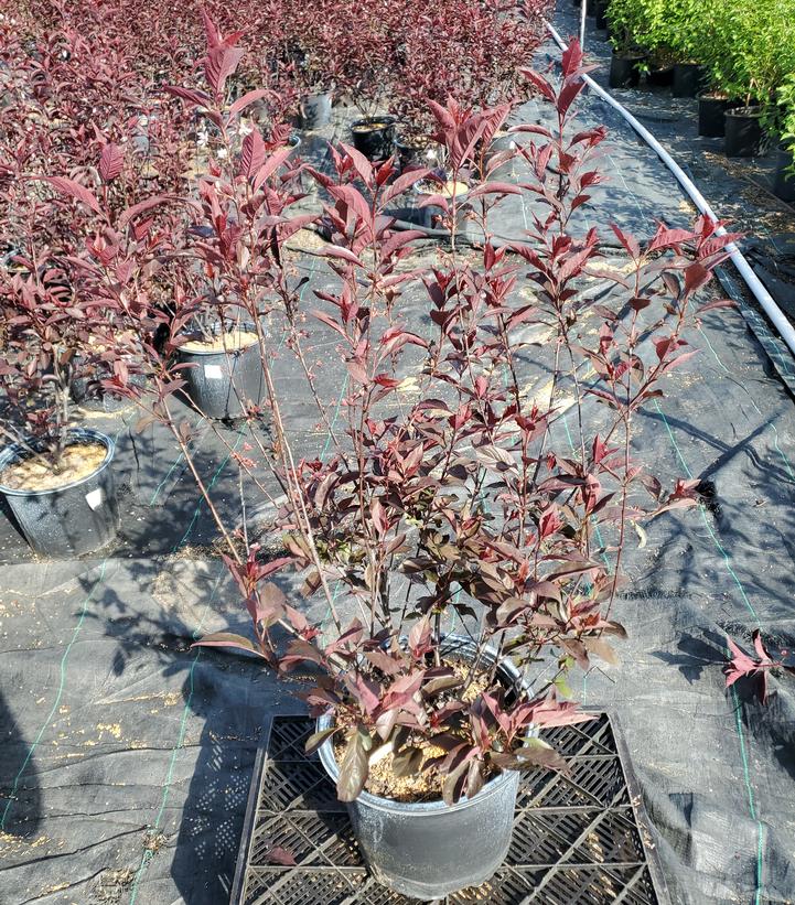 Prunus x cistena 