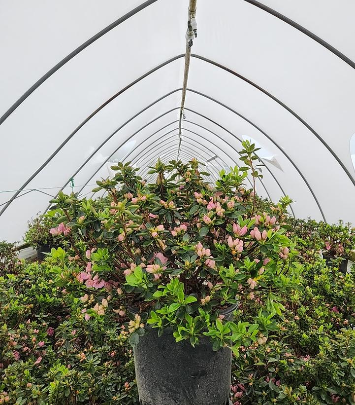 Azalea 'Rosebud'