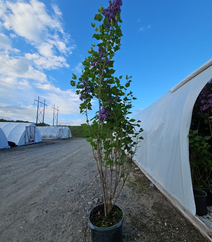 Syringa X hyacinthiflora Declaration