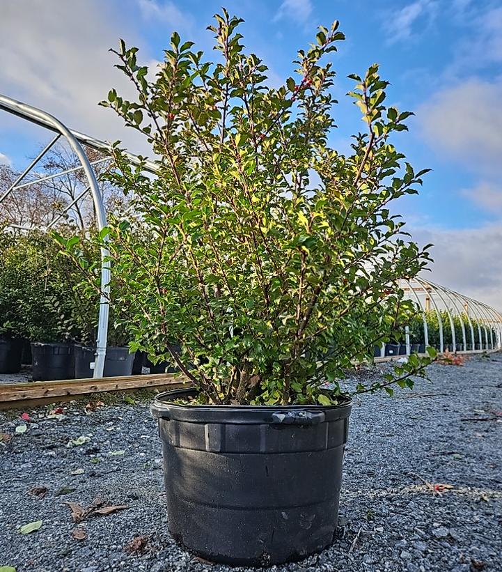 Ilex x meserveae 'Blue Princess'