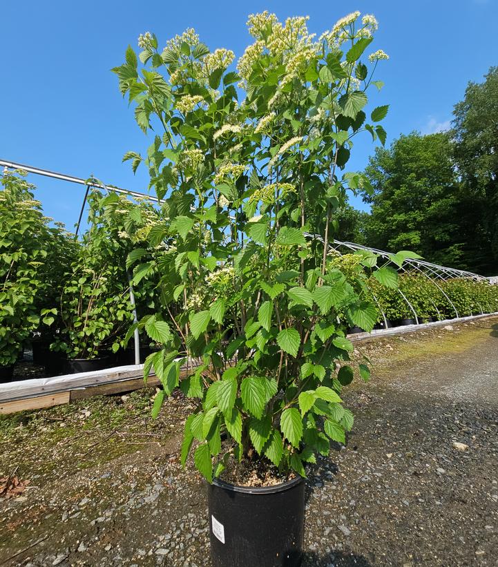 Viburnum dentatum Autumn Jazz™