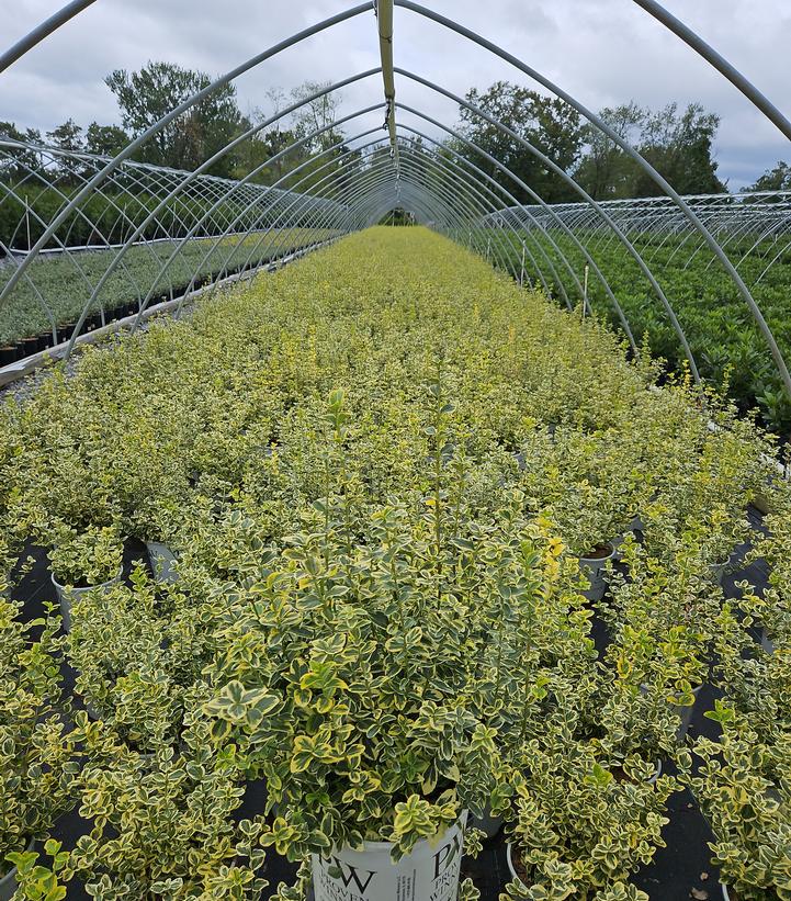 Euonymus f. Gold Splash®