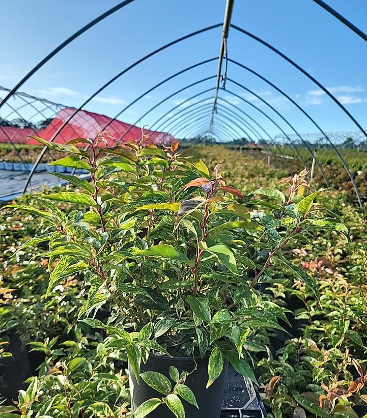 Leucothoe fontanesiana Rainbow