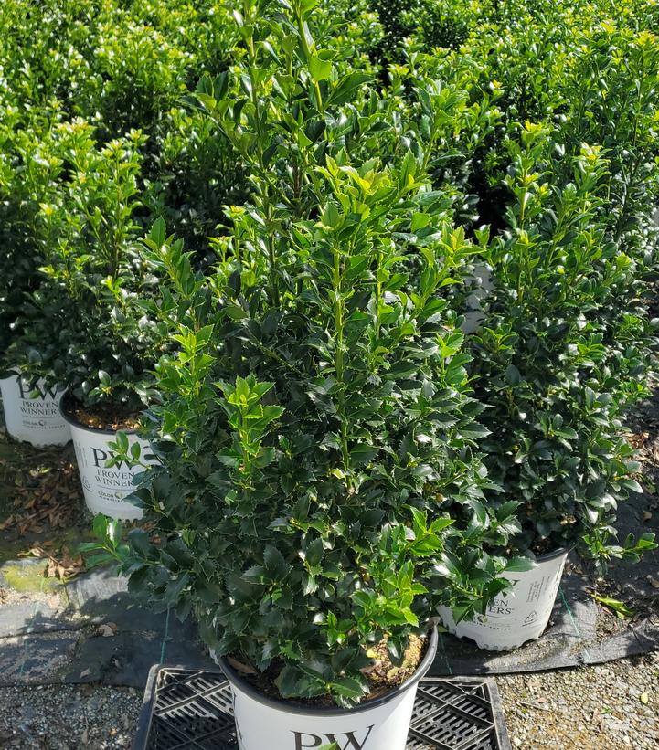 Ilex x meserveae Castle Spire®