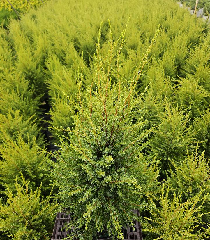 Juniperus communis Gold Cone