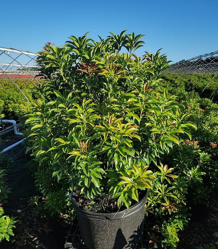 Pieris jap. 'Dorothy Wycoff'