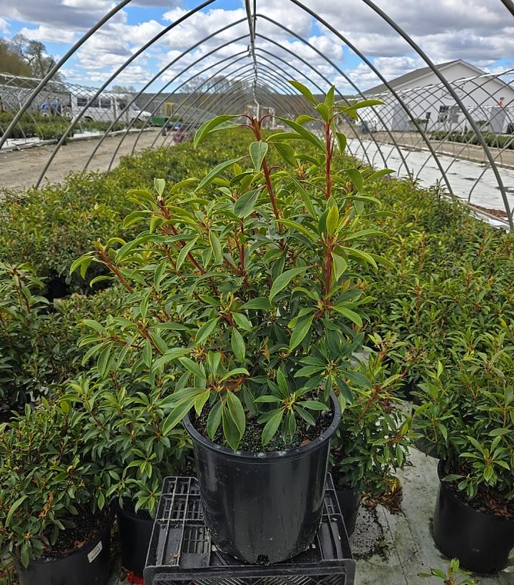 Kalmia latifolia 'Nipmuck'