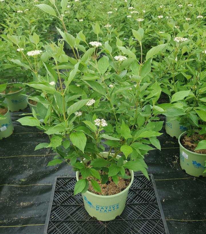 Cornus sericea 'Cardinal'